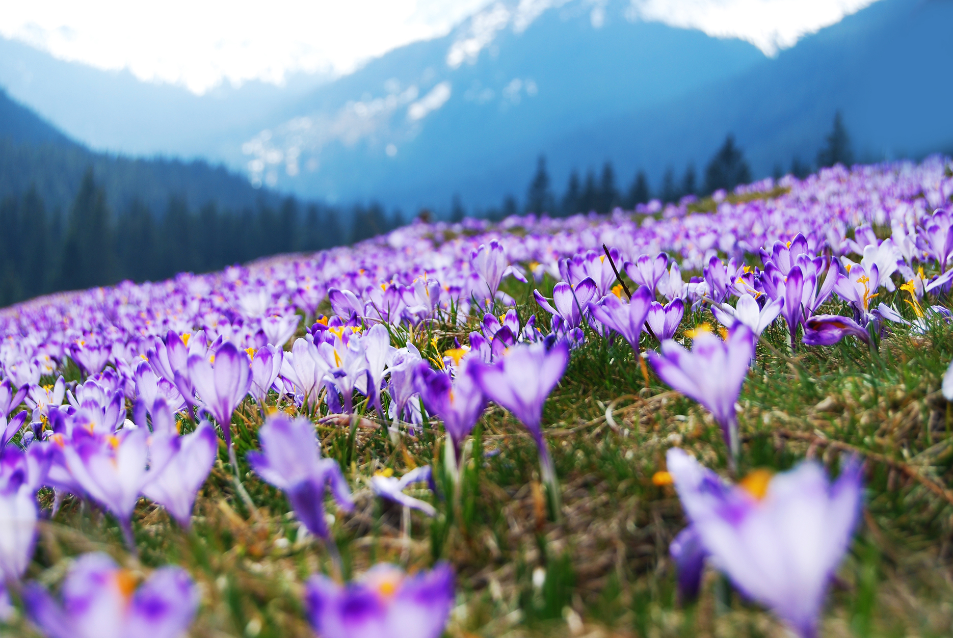 kashmirVaishnoDeviHighlights