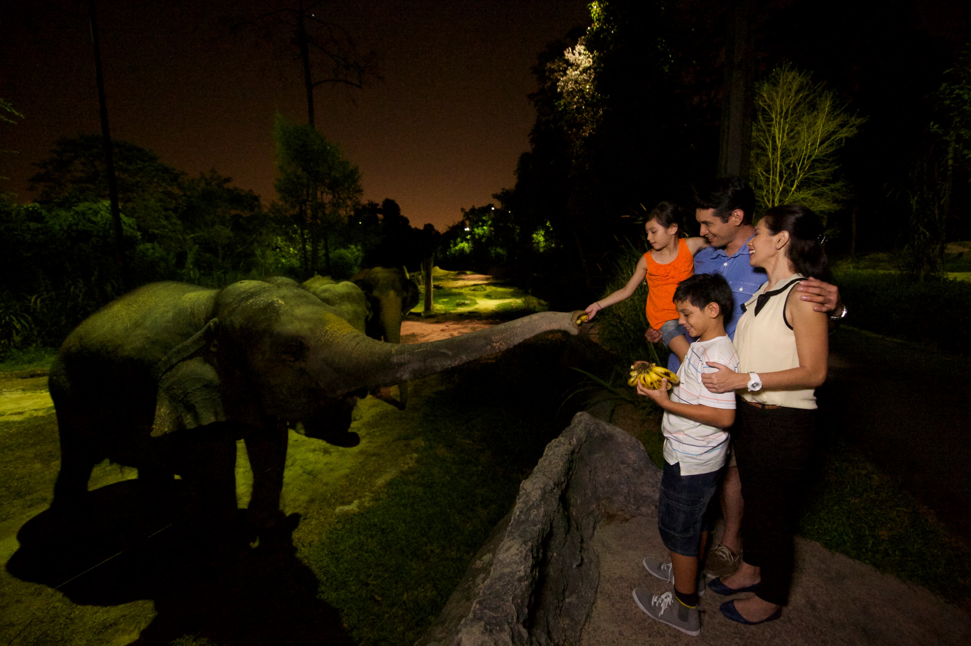 Night Safari