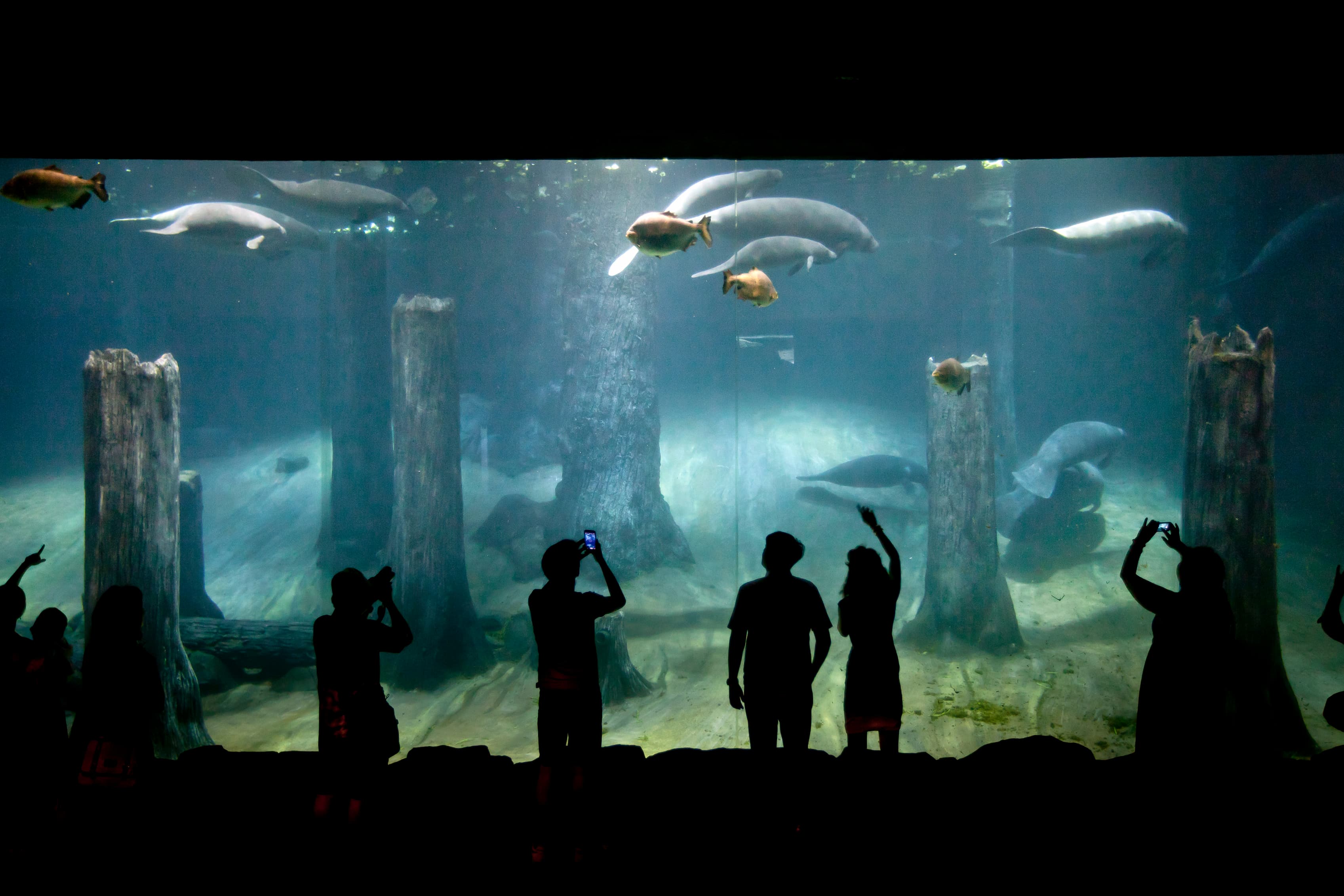SEA Aquarium